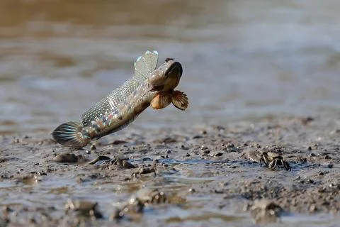 Mudskipper Stock Photos