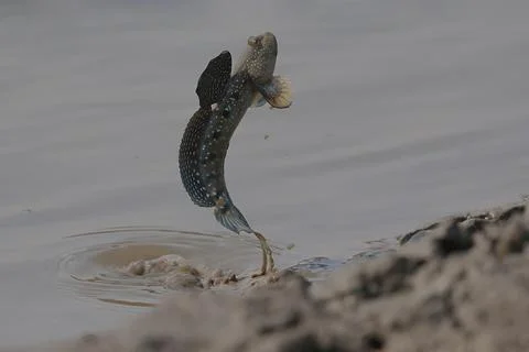 Mudskipper Stock Photos