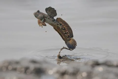 Mudskipper Stock Photos