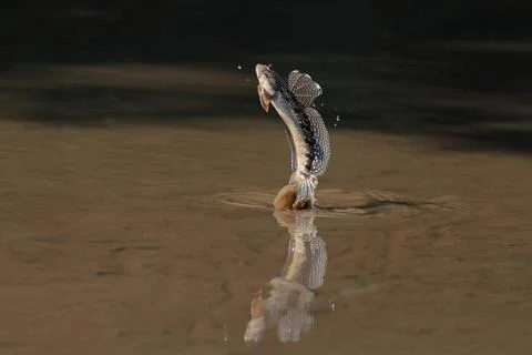 Mudskipper Stock-Fotos
