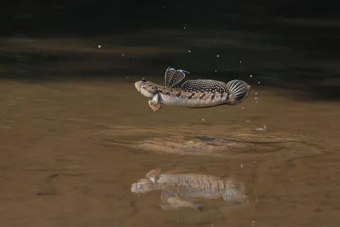 Mudskipper Stock Photos