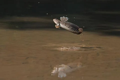 Mudskipper Stock Photos