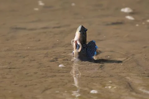 Mudskipper Stock Photos
