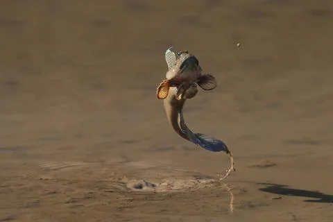 Mudskipper Stock Photos