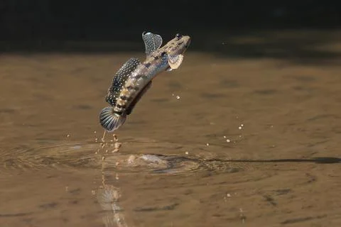 Mudskipper Stock Photos
