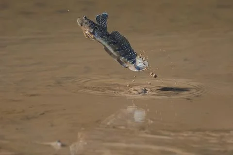 Mudskipper Stock Photos