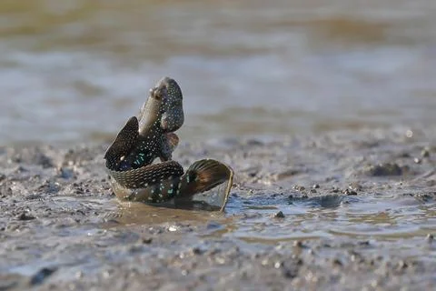 Mudskipper Stock Photos