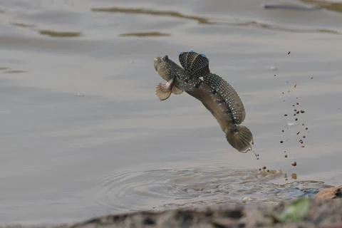 Mudskipper Stock Photos