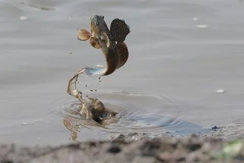 Mudskipper Stock Photos