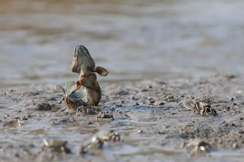 Mudskipper Stock Photos