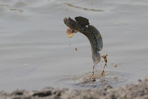Mudskipper Foto stock
