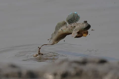 Mudskipper Stock-Fotos