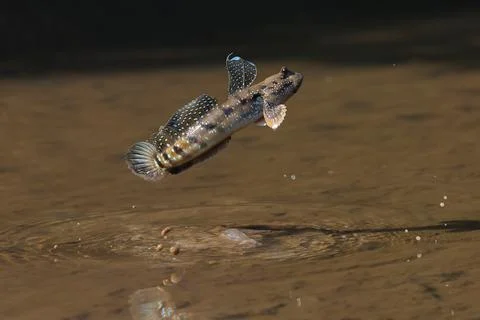 Mudskipper 스톡 사진