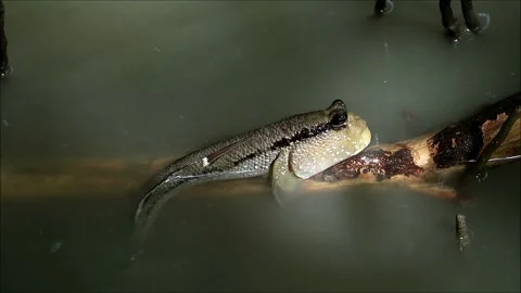 Mudskipper Relaxing on Mangrove Tree Root, Samut Sakorn Province, Thailand Stock Footage 235682224