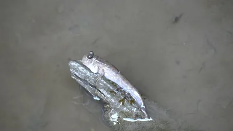 A mudskipper sits on a small log against a muddy water backdrop Stock Footage 230162657