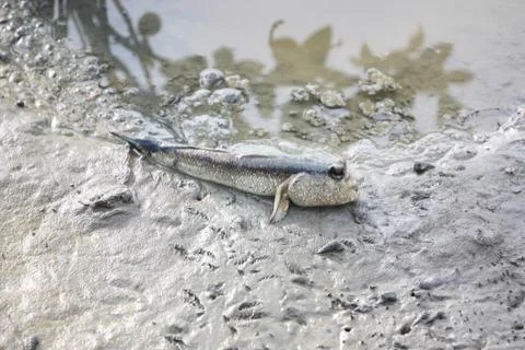 Mudskipper on soil coastline. Stock Photos