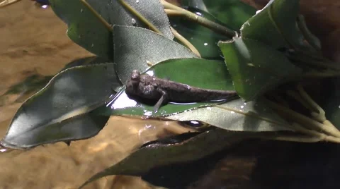 Mudskipper Stretched Out On A Leaf Stock Footage 42679145