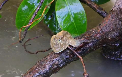 Mudskipper Sunbathing on the Mangrove Tree Root, Chonburi, Thailand Stock Photos