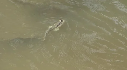 Mudskipper swim in river in mangrove forest Video stock 56560909