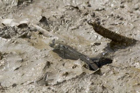 Mudskipper waiting on the mud Stock Photos