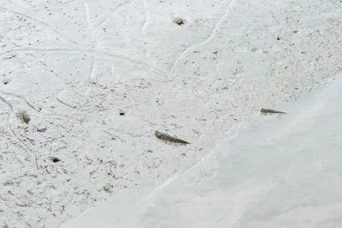 Mudskipper is walking on mud Stock Photos