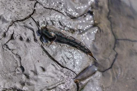 Mudskipper in wetlands. Stock Photos