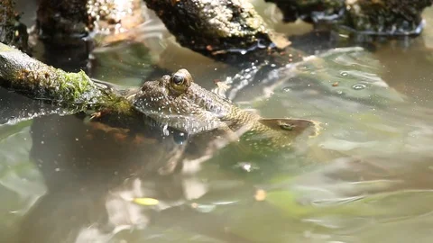 Mudskipper1 Stock Footage 90636555