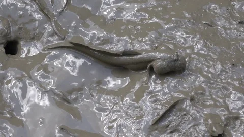 Mudskippers Video stock 81034939