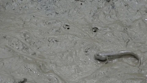 Mudskippers Video stock 81035196