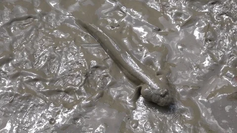 Mudskippers Video stock 81035202