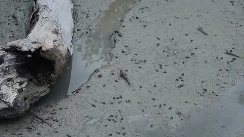 Mudskippers. Stock Footage 202051658