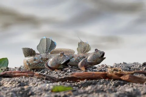Mudskippers Stock Photos
