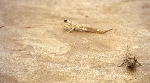 Mudskippers showing territorial signalling while skipping along a tide flat. Stock Footage 32548672