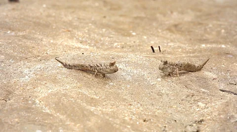Mudskippers showing territorial signalling while skipping along a tide flat. Stock Footage 32548720