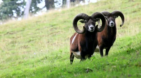 MuffelMVI 1800 Stock Footage 527317