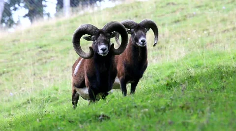 MuffelMVI 1801 Stock Footage 527313