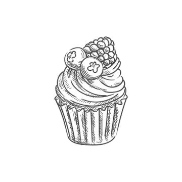 Muffin with blueberries raspberry isolated cupcake Stock Illustration