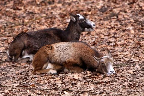 Mufflons (Schafe) Stock Photos