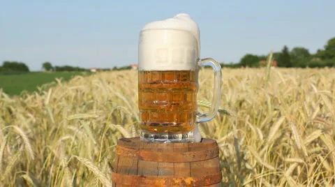 Mug of beer in a field of barley Stock Footage 6532084