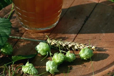 Mug of beer hops ears Stock Photos