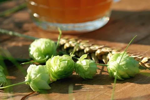 Mug of beer hops ears Stock Photos