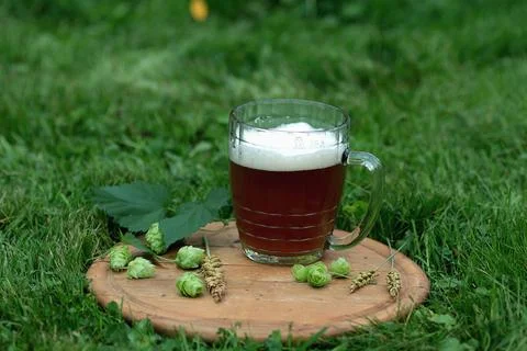 Mug of beer hops ears Stock Photos
