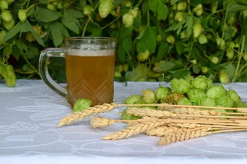 A mug of beer, spikelets of wheat and hops. Stock Photos