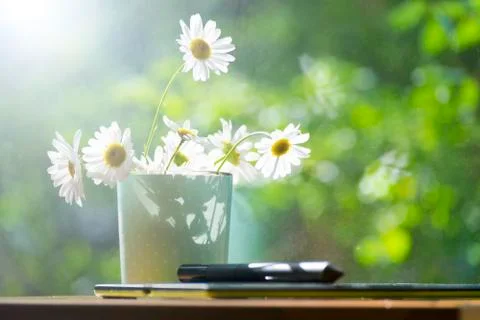 Mug, daisies, graphics tablet. The concept of am designer. A Sunny summer mor Stock Photos