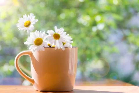 Mug with daisies Stock Photos