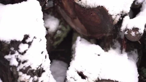 A mug of hot drink wrapped in a warm checkered scarf on snow covered logs. Stock Footage 226833300