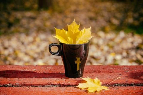 A mug with a maple leaf standing on a red bench in the Park 写真素材
