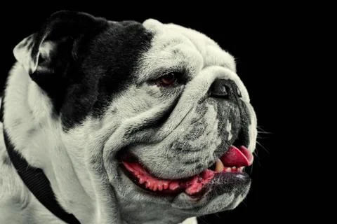 Mug Shot Studio Portrait Of An Adult Pure Breed English Bulldog Stock Photos