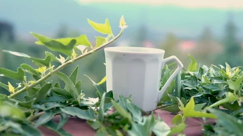 Mug of steaming tea or coffee is on the railing of ivy-covered balcony. Morning Stock Footage 114703025