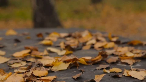 A mug of tea put on the table with autumn leaves Vidéo 81566718